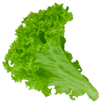 Lettuce